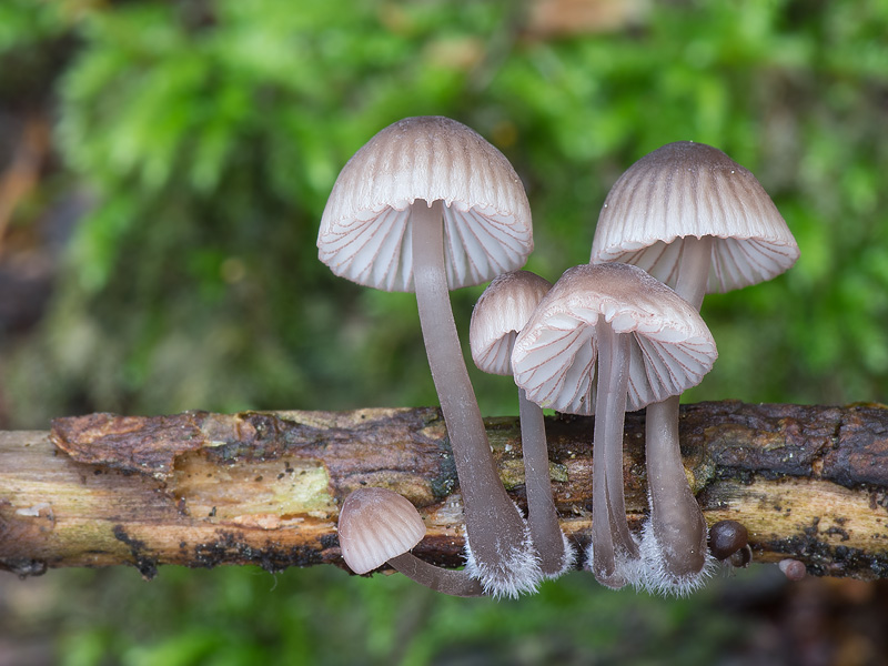 Mycena rubromarginata